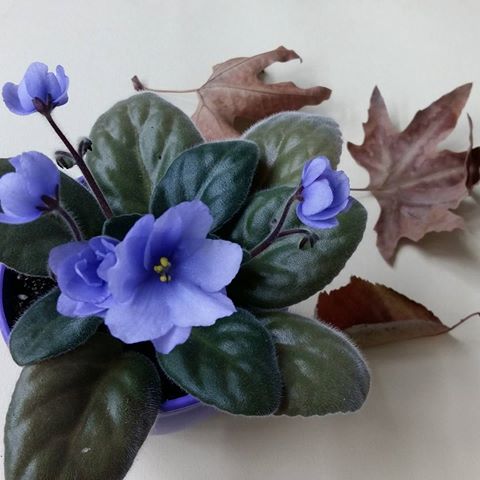 بنفشه آفریقایی واریته خلیج فارس