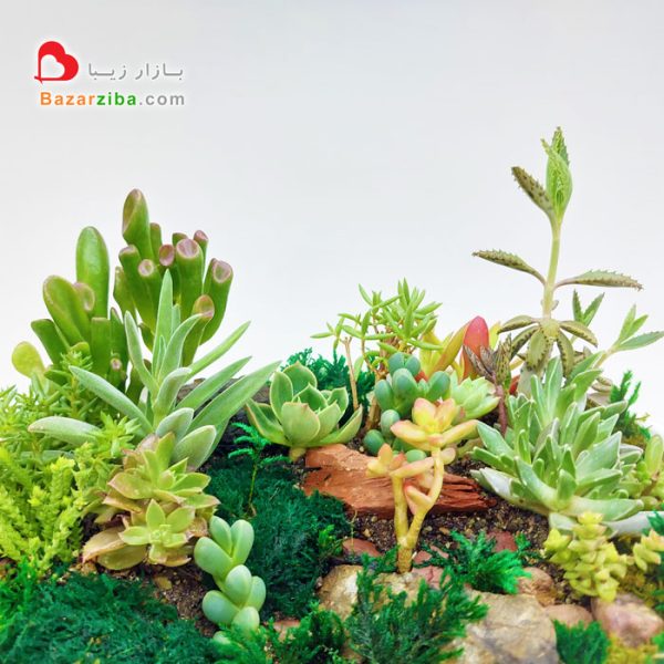 گل فروشی خاص مجموعه گیاه خزه همیشه سبز ساکولنت کاکتوس ترکیب چشم انداز گیاهان آپارتمانی تزیین زیبا برای شادابی طراوت و آرامش بخش داخل آپارتمان