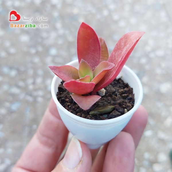 گل ساکولنت مینیاتوری کوچک کراسولا آتشی با رنگ قرمز زیبا گلدان مینی مناسب کادو جشن روز مناسبت ها و هدیه تبلیغاتی اشانتیون مغازه