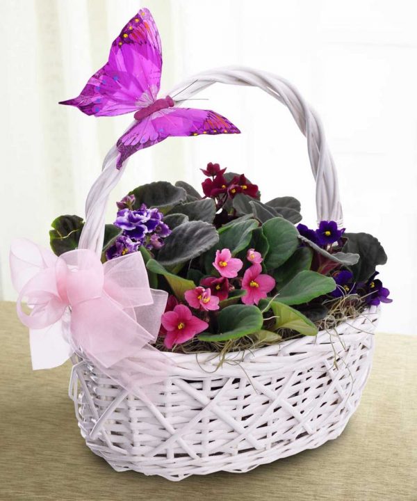 سبد گل زیبای طبیعی بنفشه آفریقایی