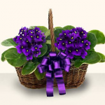 African-violet-basket