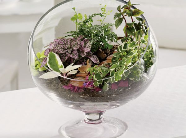 گلدان شیشه ای باغ کوچک جام پایه دار مخصوص ساخت تراریوم و دیش گاردن زیبا