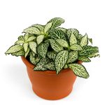 Fitonia-Miniature-plant