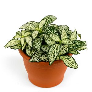 خرید گیاه فیتونیا مینیاتوری با برگ سبز رنگ برای ساخت تراریوم فیتونیا زیبا