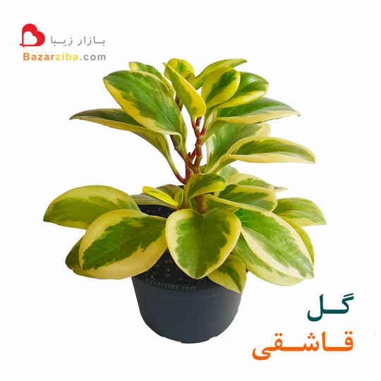 گل قاشقی ابلق یا پپرومیا برگ قاشقی رنگ زرد و سبز روشن یک گل زیبا مناسب برای آپارتمان و شرایط نگهداری درون خانه فروش انواع گیاه خانگی مقاوم با خرید ارزان قیمت اینترنتی