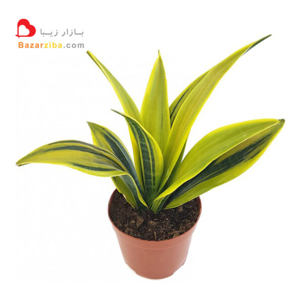 سانسوریا ابلق گلد فلیم