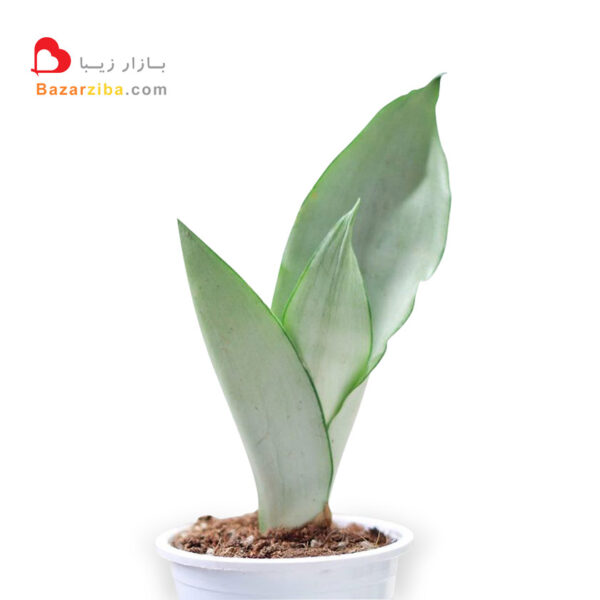 قیمت سانسوریا مهتابی نقره ای سیلور خرید اینترنتی گل آپارتمانی سانسوریا ابلق با رنگ روشن