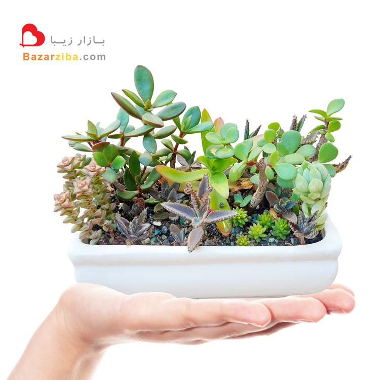 دیش گاردن مستطیلی کوچک در دست مناسب هدیه گل و گیاه مقاوم طبیعی و دکور