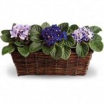 c00f2c4a9963dc72e9990c6e0f73669b–african-violet-potted-plants