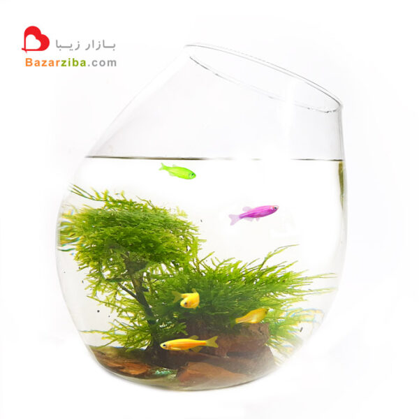 تراریوم آبی با ماهی رنگی کوچک دانیو زبرا در ابعاد رومیزی با منظره فانتزی درخت بنسای خزه ای و صخره کوچک