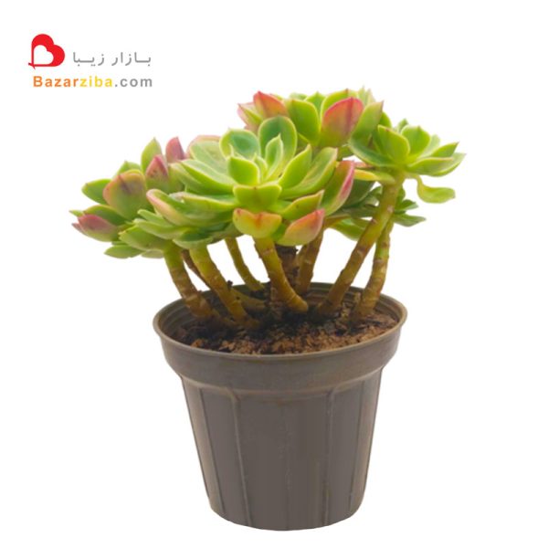 ساکولنت اچوریا گل زیبا با ساقه و برگ بزرگ مثل گل رز خرید آنلاین گیاه کاکتوس خاص مناسب منزل و هدیه