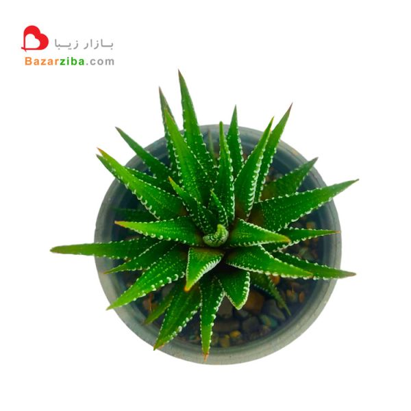 هاورتیا گورخری ساکولنت زیبا آپارتمانی انواع گیاه کاکتوس مقاوم به نور کم برای خانه اداره محل کار خرید سریع اینترنتی قیمت مناسب