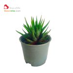 کاکتوس گورخری هاورتیا خرید اینترنتی ساکولنت هاورتیا haworthia گلدان سایز 6 گل کوچک آپارتمانی انواع کاکتوس خانگی بدون تیغ زیبا
