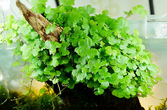 هیدروکوتیل گیاه آکواریومی تراریومی