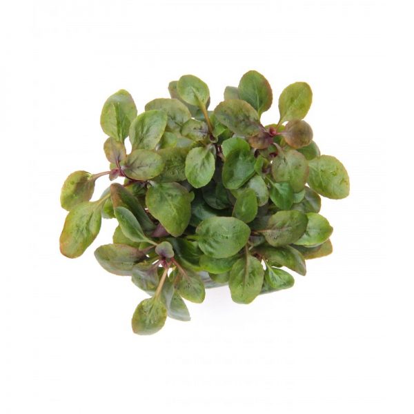 گیاه آکواریومی لوبلیا کاردینالیس یا پامچال زیبا در آکواریوم پلنت و تراریوم وابی کوزا