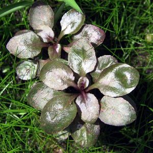 گیاه آکواریومی تراریومی لوبلیا کاردینالیس یا پامچال گیاه مخصوص وابی کوزا زیبا در آکواریوم پلنت و تراریوم