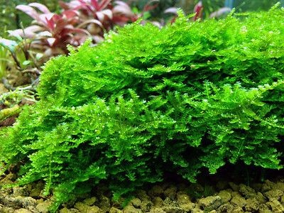 خزه مینی پرل برای آکواریوم گیاهی آبزی و خزه آکواریوم پلنت