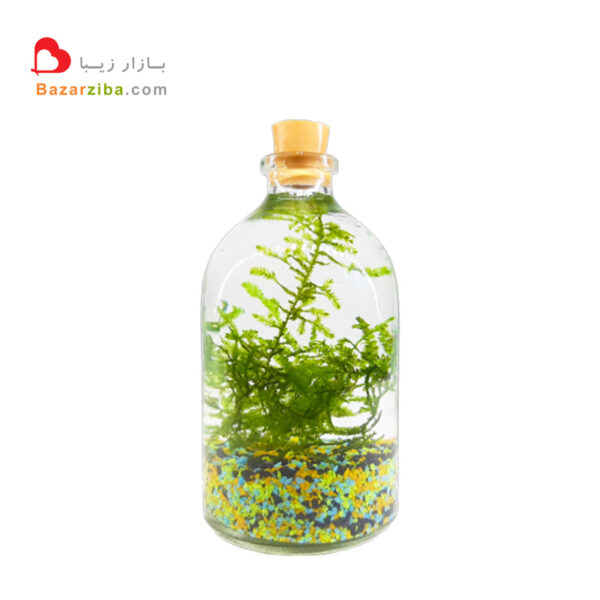 تراریوم آبی کوچک مینیاتوری بطری مینی شیشه ویال با چمن و خزه زنده و طبیعی