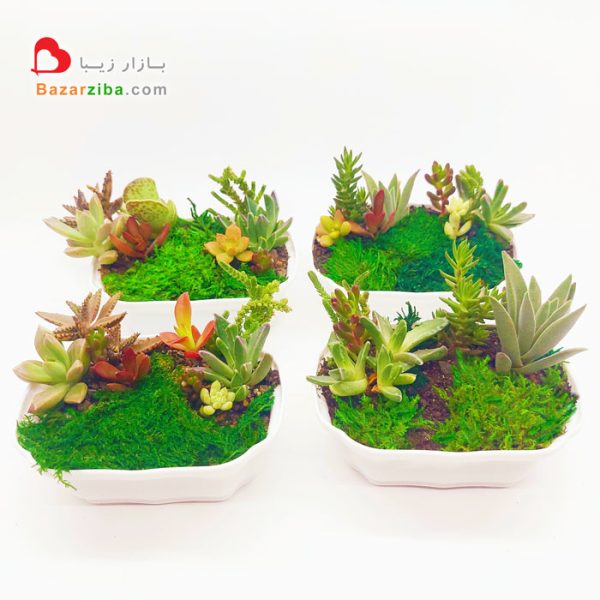 مینی دیش گاردن گلدان کوچک گل ساکولنت و گیاه کاکتوس مقاوم هدیه تبلیغاتی و کادو زیبا آرامش بخش و ارزان