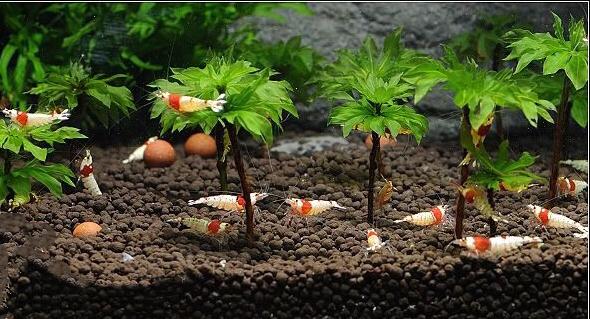 خزه گل رز یا خزه چتری مخصوص پالوداریوم و آکواریوم