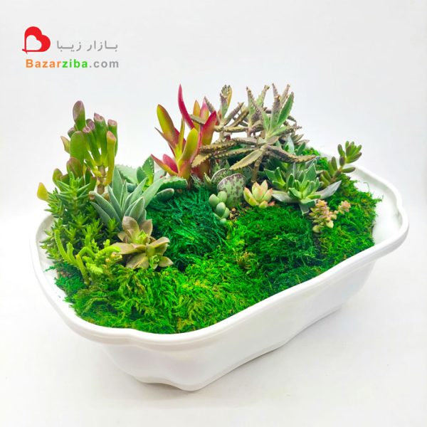 دیش گاردن بزرگ خاص با انواع خزه چمن هیشه سبز ساکولنت و کاکتوس باغ کوچک مینیاتوری در خانه ، تزیین دکوری مدرن و شیک با گل آرایی حرفه ای