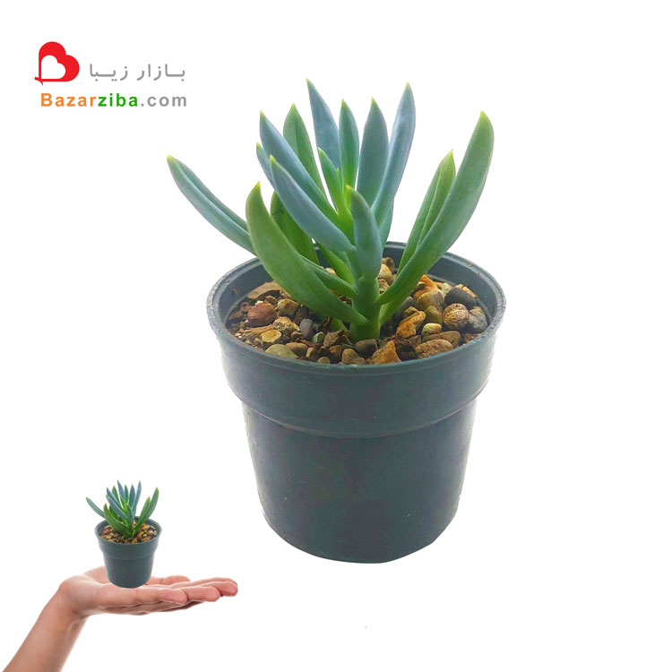 senecio-serpens-Succulent-in-hand