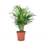 shamadora-plant