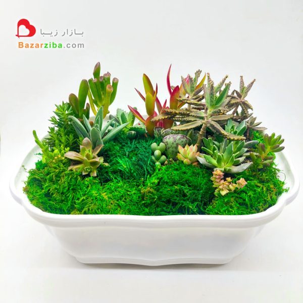 دیش گاردن خاص ساکولنت و خزه گلدان بزرگ سفید با انواع گلدان گل و گیاه آپارتمانی کاکتوس باغ کوچک سر سبز در منزل ، دکوری آرامش بخش و زیبا