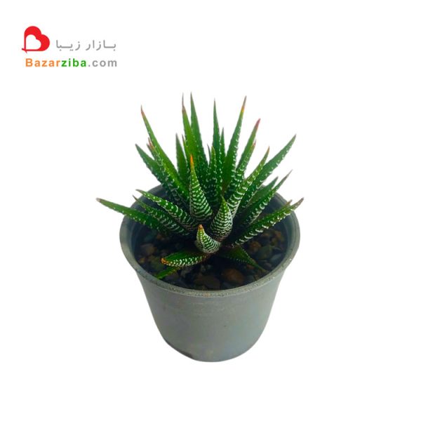 ساکولنت هاورتیا گورخری قیمت فروش اینترنتی گل کاکتوس هاورتیا haworthia انواع گیاه کوچک گلخانه ای برای کل آپارتمان اداره سازمان