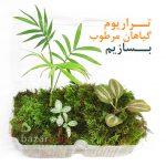 terrarium-Plants-pack2