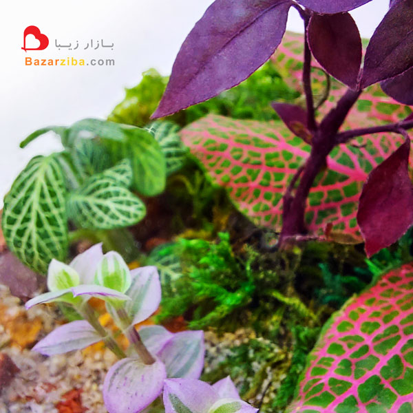 گیاهان مناسب برای تراریوم مرطوب آلترنانترا کالیسیا و گل فیتونیا در شیشه تراریوم مرطوب گیاهی کوچک