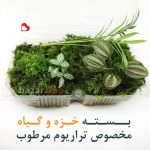 terrarium-moss-Plants-pack