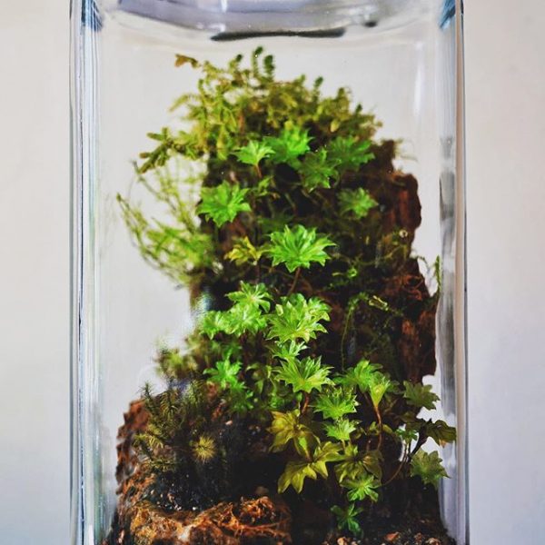 خزه چتری یا خزه رزی در تراریوم و پالوداریوم خزه ای