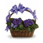 violets_and_butterflies_1